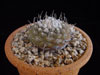 Turbinicarpus jauernigii