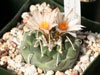 Turbinicarpus jauernigii