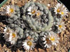 Turbinicarpus jauernigii