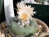 Turbinicarpus jauernigii