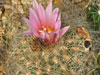 Turbinicarpus knuthianus