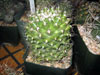 Turbinicarpus laui