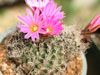 Turbinicarpus pseudomacrochele