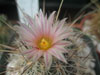 Thelocactus lausseri