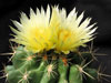 Thelocactus leucacanthus