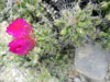 Thelocactus leucacanthus