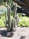 Echinopsis litoralis