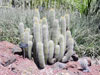 Echinopsis litoralis