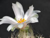 Turbinicarpus lophophoroides