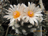 Turbinicarpus lophophoroides