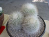 Thelocactus macdowellii