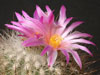 Thelocactus macdowellii