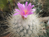 Thelocactus macdowellii