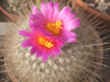 Thelocactus macdowellii