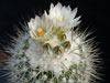 Turbinicarpus mandragora