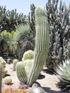 Echinopsis atacamensis