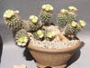 Turbinicarpus pseudomacrochele