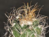 Turbinicarpus pseudomacrochele