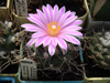 Turbinicarpus pseudomacrochele