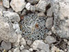 Turbinicarpus pseudomacrochele