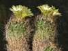 Turbinicarpus pseudomacrochele