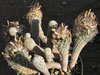 Turbinicarpus pseudomacrochele