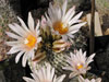 Turbinicarpus pseudopectinatus