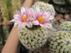 Turbinicarpus pseudopectinatus