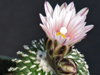 Turbinicarpus pseudopectinatus