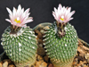 Turbinicarpus pseudopectinatus