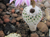 Turbinicarpus pseudopectinatus