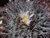 Thelocactus rinconensis