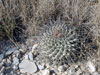 Thelocactus rinconensis