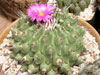 Thelocactus rinconensis