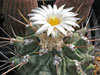 Thelocactus rinconensis