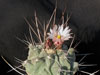 Thelocactus rinconensis