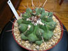 Thelocactus rinconensis