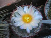 Thelocactus rinconensis