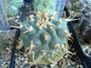 Turbinicarpus rioverdensis