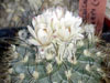 Turbinicarpus saueri