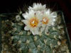 Turbinicarpus saueri