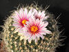 Turbinicarpus saueri