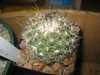 Turbinicarpus saueri