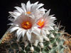 Turbinicarpus saueri