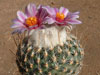 Turbinicarpus saueri