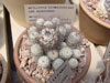 Turbinicarpus schmiedickeanus