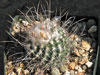 Turbinicarpus schmiedickeanus