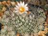 Turbinicarpus schmiedickeanus