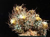 Turbinicarpus schmiedickeanus