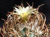 Turbinicarpus schmiedickeanus